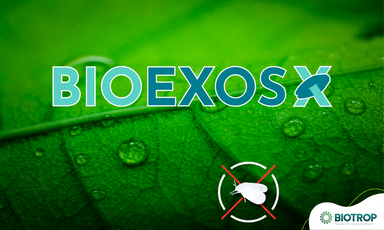 Whitefly management: get to know Bioexos’ highlights
